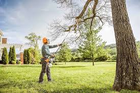 Best Tree Preservation Services  in Minnetonka, MN