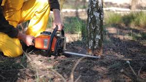 Best Tree and Shrub Care  in Minnetonka, MN