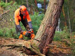 Trusted Minnetonka, MN Tree Removal Experts