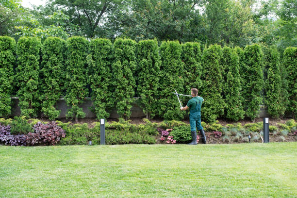 Best Lawn Irrigation Installation and Maintenance  in Minnetonka, MN