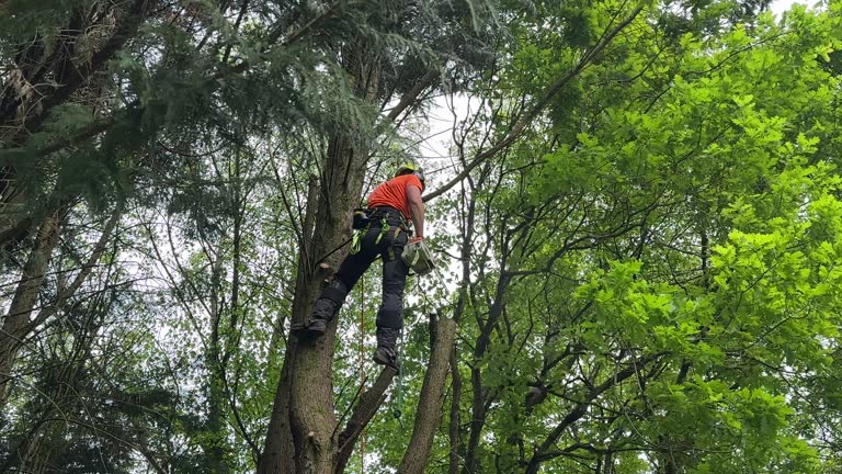  Minnetonka, MN Tree Removal Pros