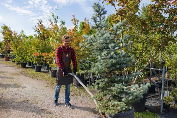 Best Emergency Tree Removal  in Minnetonka, MN